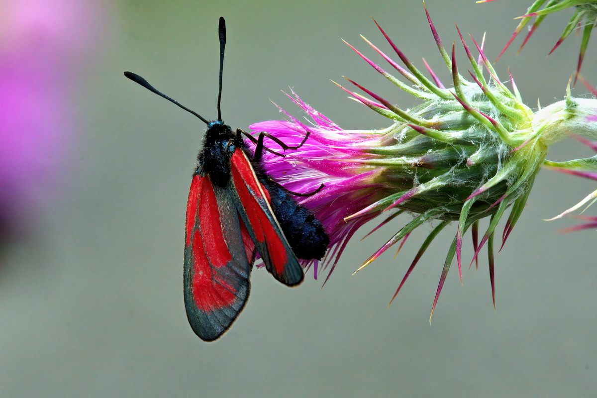 pu essere Zygaena (Mesembrynus) purpuralis?